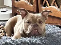 Perfect Bull Kennel