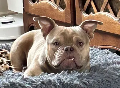 Perfect Bull Kennel