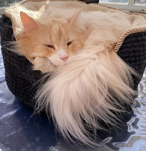 Chatterie du Yakoon Thaï