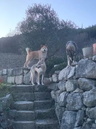 Pension Canine Zaltana