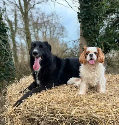 Eve Robert - Education Canine
