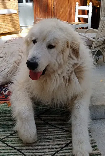 Colo Canine de la Chênairée