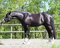 Elevage Bel Air, Poneys de Sport Céline Grocq