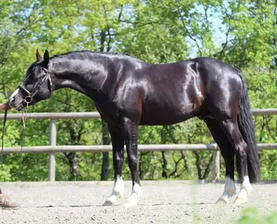 Elevage Bel Air, Poneys de Sport Céline Grocq