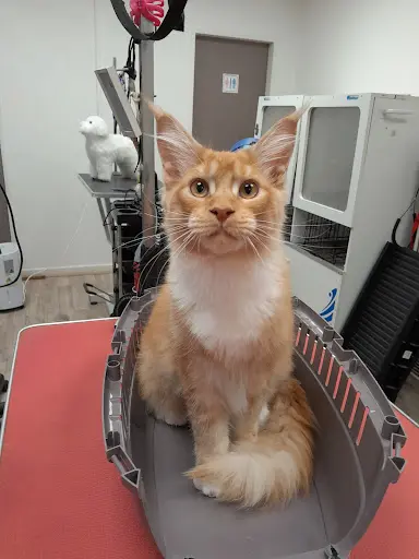 Ô Pattes Mouillées