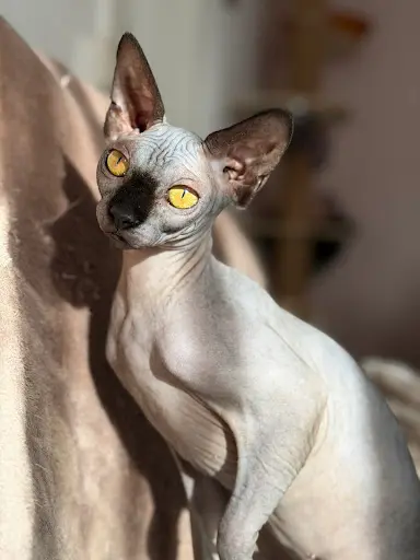 Chatterie des Roses D‘angi