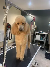 Splash Dog