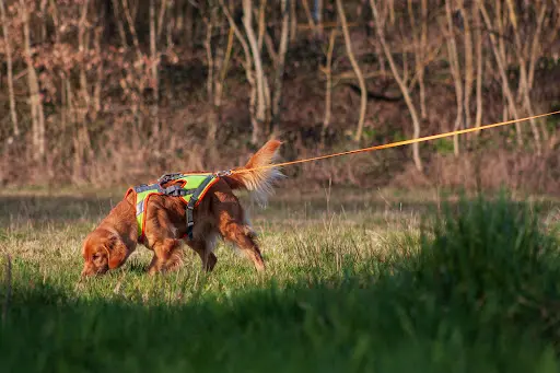 Dogzilla Éduc - Educateur Comportementaliste Canin Dijon