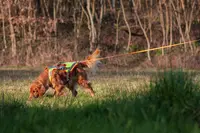 Dogzilla Éduc - Educateur Comportementaliste Canin Dijon