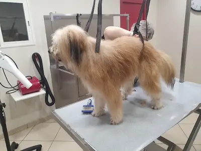 Salon de Toilettage Isy Dog, Toilettage Libre Service, Éducation Canine