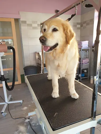 Salon de Toilettage New Dog
