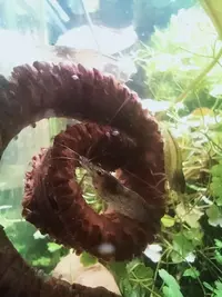 Shrimpsfood