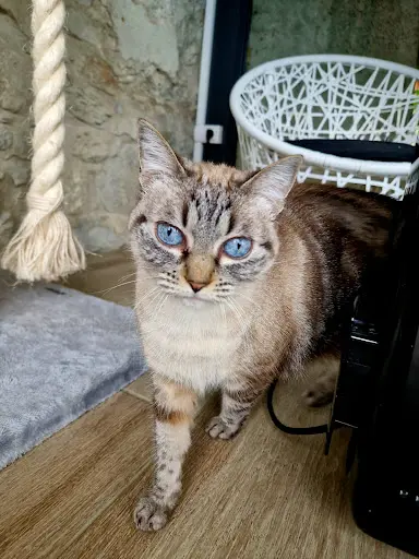 Ragdoll et Cie