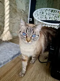 Ragdoll et Cie