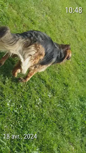 Au Bonheur des 4 Pattes