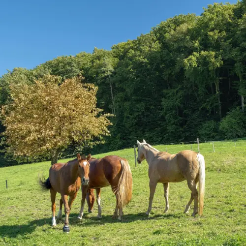 Ferme Terre Happy