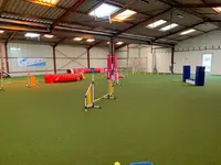 Dog In Training