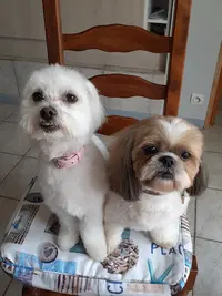 Crazy Dog
