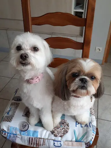 Crazy Dog