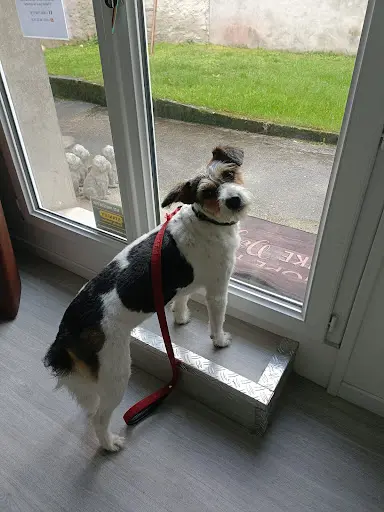 Fri Mousse Toilettage Canin