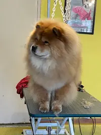 Au Caprice du Chien