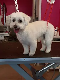 Fantaisie Canine