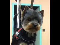 Nom d'Un Chien