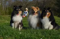 Elevage de Chien de Berger des Shetland : l'Odyssée d'Alcane