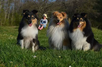 Elevage de Chien de Berger des Shetland : l'Odyssée d'Alcane