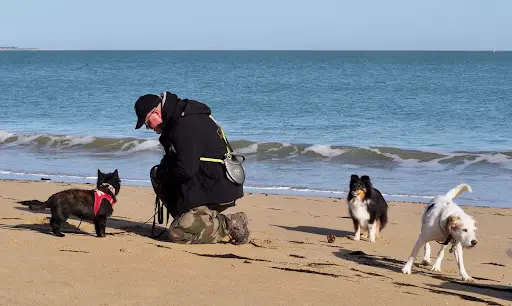 Dog Oléron (dog Sitting, Éducation Canine, Promenade du Chien) - Oléron