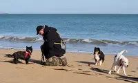 Dog Oléron (dog Sitting, Éducation Canine, Promenade du Chien) - Oléron