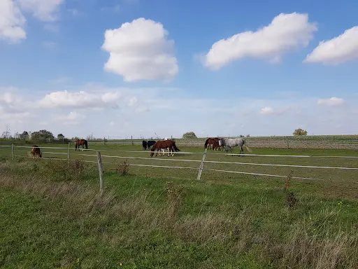 Les Ecuries de Montifray - Poney Club, Stages, Pensions, Arts Equestre