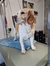 Au Domain Canin