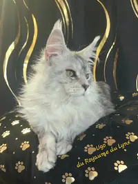 Chatterie le Royaume du Lynx (elevage de Maine Coon)