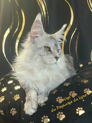 Chatterie le Royaume du Lynx (elevage de Maine Coon)