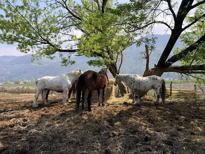 Association Cheval Mon Ami