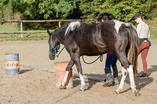 Elise Pinget - Enseignante d'Équitation Indépendante