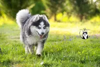 Elevage Pomsky - Royal Pomsky