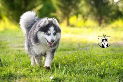 Elevage Pomsky - Royal Pomsky