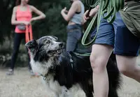 Dog It Together - Education et Comportement Canin À Domicile