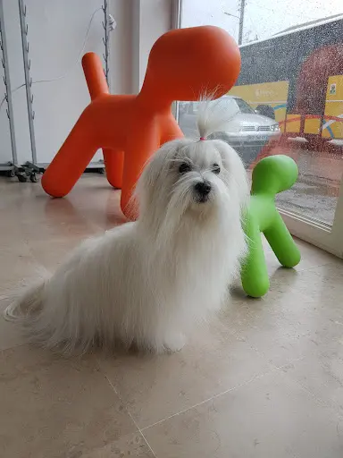 Artisan Canins et Félins Pétronille