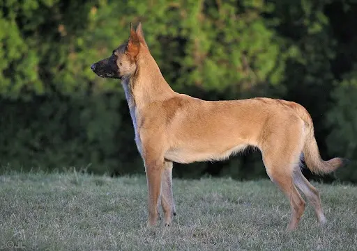 Kynos - Joris Loeff Éducateur Comportementaliste Canin