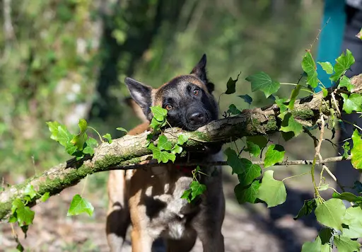 Histoiredechien-17 - Educateur Comportementaliste Canin la Rochelle