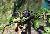 Histoiredechien-17 - Educateur Comportementaliste Canin la Rochelle
