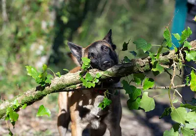 Histoiredechien-17 - Educateur Comportementaliste Canin la Rochelle