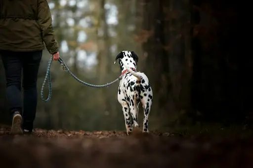 Cani Fun
