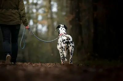 Cani Fun