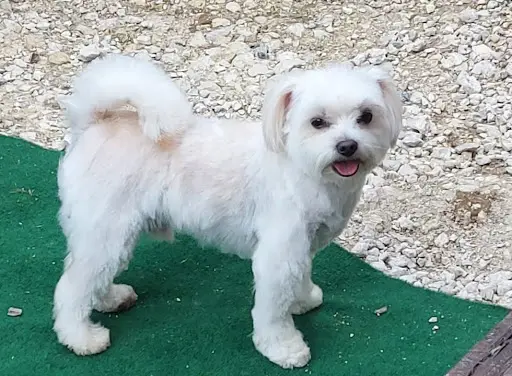 La Maison des Loulous Toilettage Canin