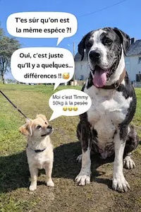 Libre Amy et Précieux Délices Comportementaliste Chat/chien, Éducatrice Canine,conseillère Fleurs de Bach, Cbd, Alimentation