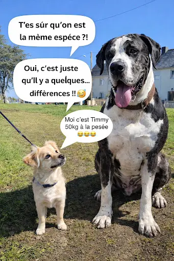 Libre Amy et Précieux Délices Comportementaliste Chat/chien, Éducatrice Canine,conseillère Fleurs de Bach, Cbd, Alimentation